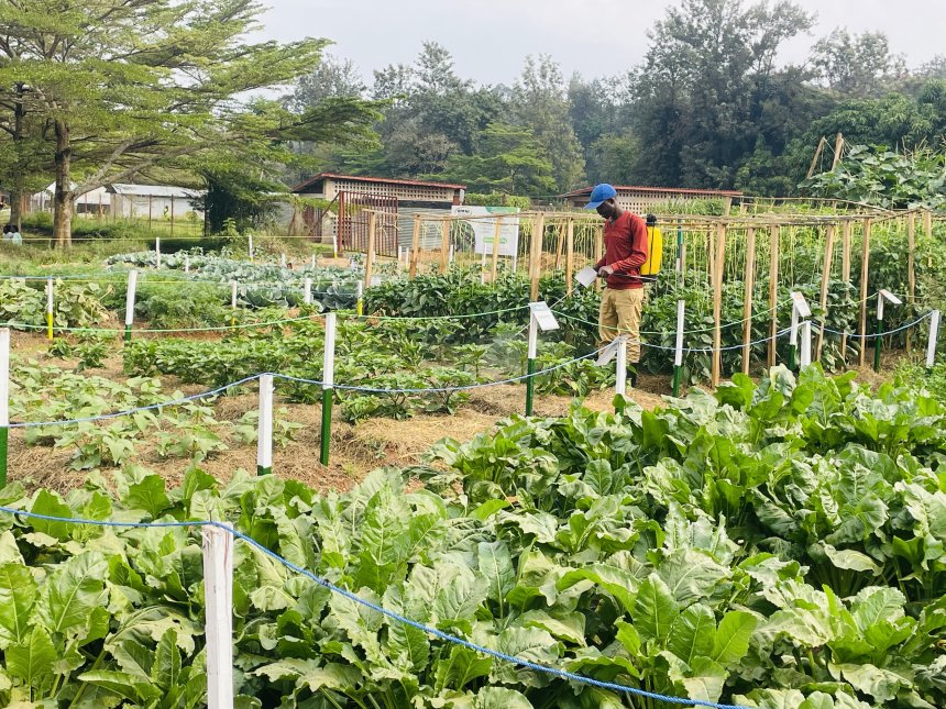 Abahinzi bahinga bagasagurira isoko bagezekuri 49%