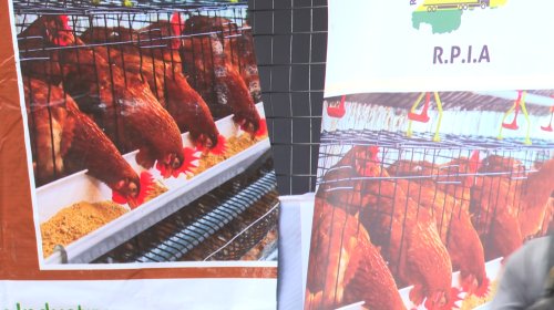 Amaturagiro adahagije, kimwe mu bitera Umusaruro mucye w’Inyama z’inkoko mu Rwanda