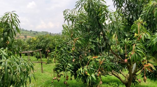 Uko ubuhinzi bushingiye ku bipimo by’ubutaka butanga umusaruro ushimishije