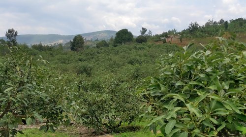 Soil-Based Farming Yields Impressive Results