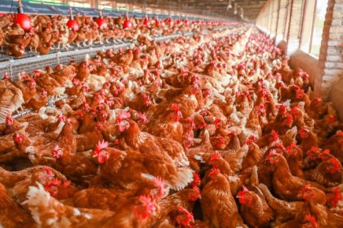 Inadequate Hatcheries, One of the Causes of Low Chicken Meat Production in Rwanda