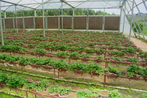 Youth Must Be at the Heart of Africa’s Food Future as Rwanda’s Rising Stars Head to Senegal Summit” AGRA President, Alice Ruhweza