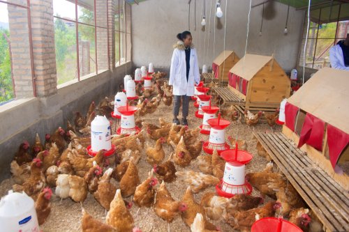 Inkuru ya Marie Claire Tuyishime, Umukobwa Wahinduye Urukundo rw’Inkoko Umushinga w’Iterambere