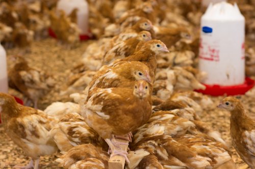 Aborozi b’inkoko mu rujijo nyuma y’ihagarikwa ry’amwe mu maturagiro