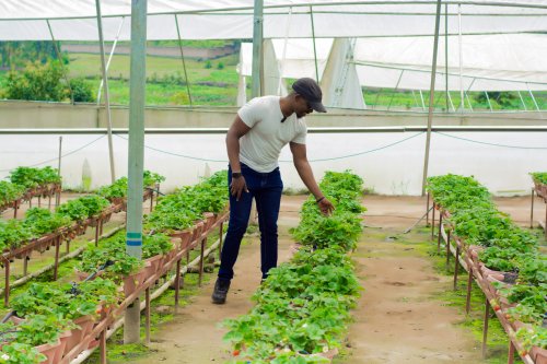 From a Small Start to 37,000 Plants: How Christian Irakoze Turned Hydroponic Strawberry Farming into a Thriving Agribusiness