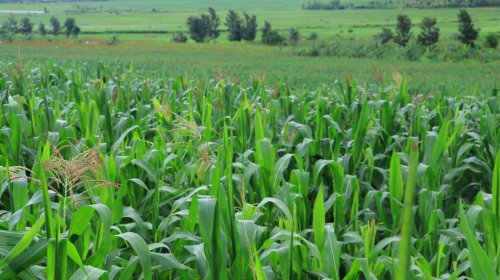 Uturere 12 twiyongereye mu duhabwa nkunganire ya leta ku ishwagara ikoreshwa mu buhinzi