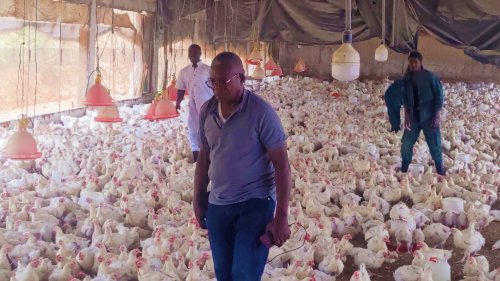 From prime minister’s office to poultry farming: the story of Michel Christophe Mbadinga in Rwanda, the gabonese investor who chose chickens over politics