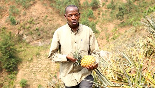 Munganyimana Bertin, umuhinzi w’inanasi wahanze icyizere mu butaka bugaragara nk’ubukakaye