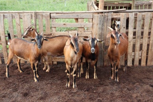 Afrika na Aziya ku isonga mu gutanga umusaruro mwinshi w’ibikomoka ku ihene: Dore icyo imibare ivuga