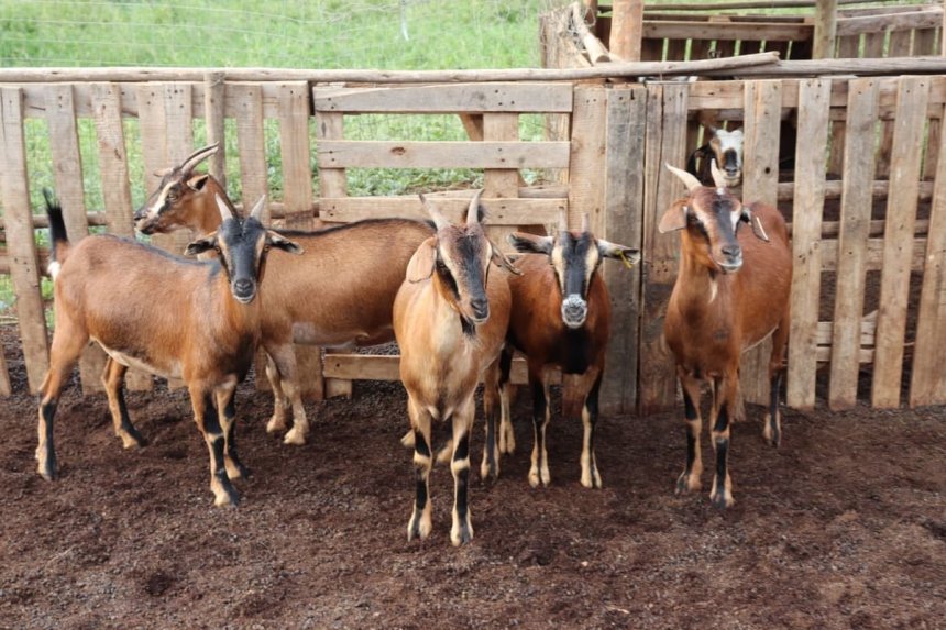 Afrika na Aziya ku isonga mu gutanga umusaruro mwinshi w’ibikomoka ku ihene: Dore icyo imibare ivuga