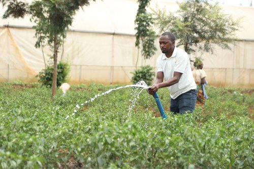 From Small Plot to Agribusiness: How an AGRA-Supported Initiative Changed a Farmer’s Journey in Rwamagana