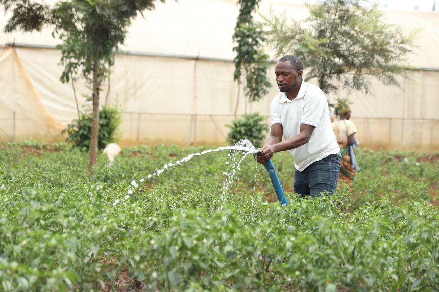 From Small Plot to Agribusiness: How an AGRA-Supported Initiative Changed a Farmer’s Journey in Rwamagana
