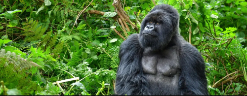 RDB yongereye igihe cy’igabanyirizwa ku biciro byo gusura ingagi