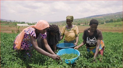 AGRA URGES GLOBAL LEADERS TO TREAT HUNGER AS A SYSTEMIC GLOBAL RISK