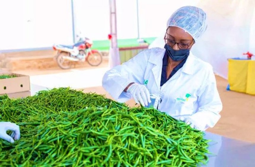 Umusaruro w’ubuhinzi n’ubworozi woherejwe hanze winjije miliyari 16,7 Frw