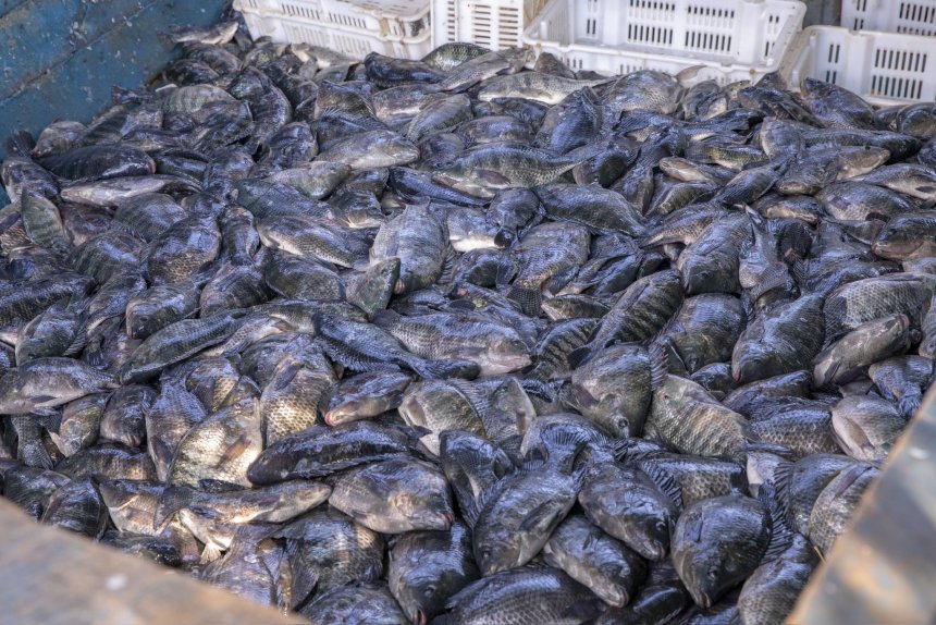 Umusaruro w’amafi warenze toni ibihumbi 52 mu 2025