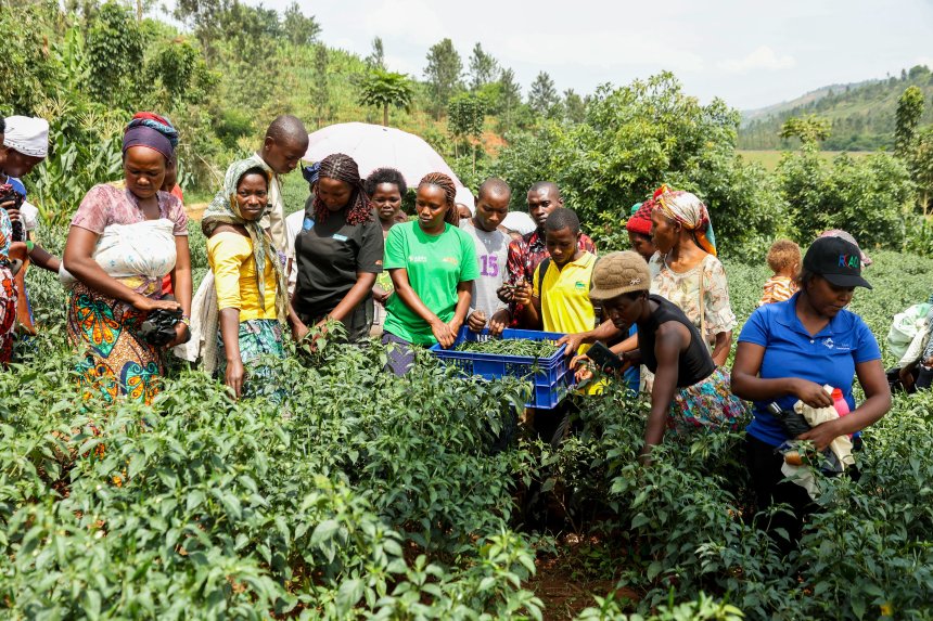 Rwanda’s rural youth transform chilli farming into jobs and prosperity through AGRA support