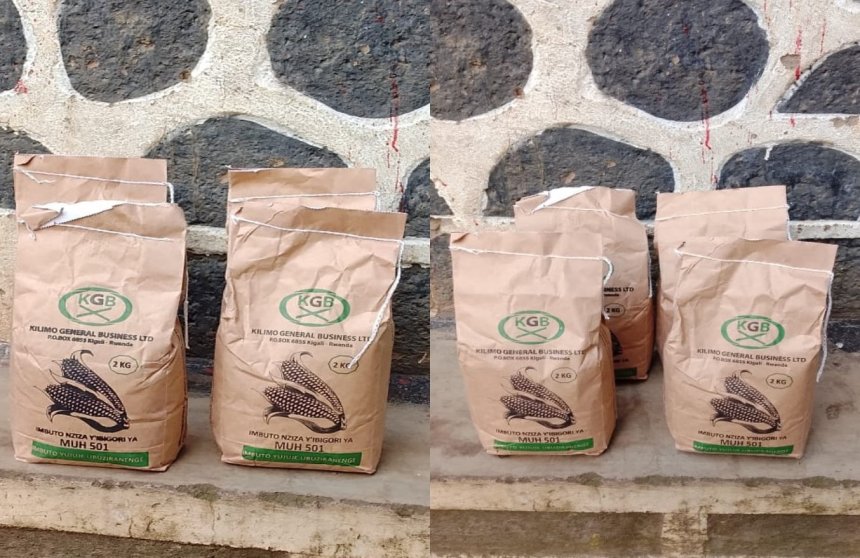 MUHABURA, the first maize seed gazetted in the Official Gazette of Rwanda