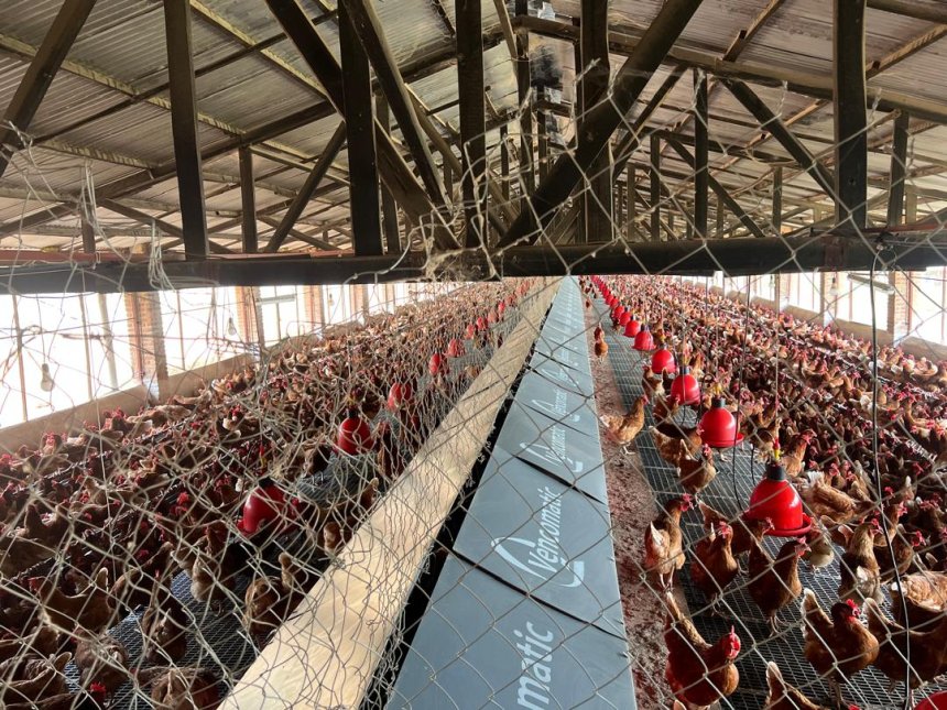 Rwanda: In Partnership with AGRA, Leading Poultry Farmer Trains Over 10,000 Youth