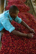 Rwanda’s Agricultural Exports Surpass $1.1 Billion.