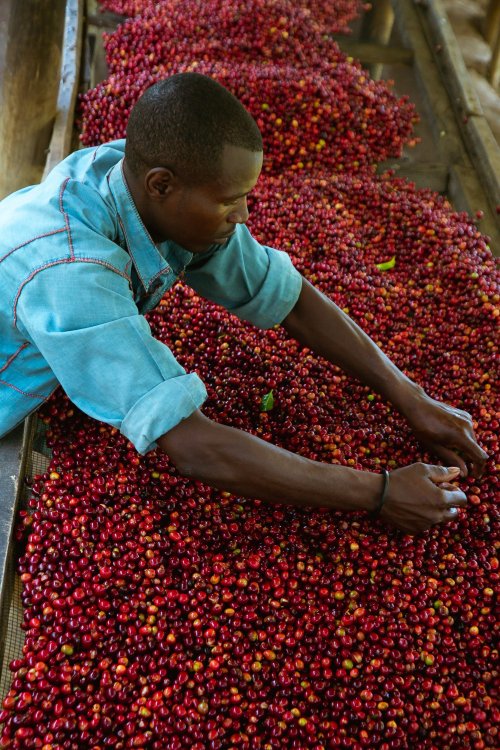 Rwanda’s Agricultural Exports Surpass $1.1 Billion.