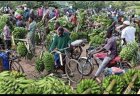 Urutoki Ku Isonga mu Gutanga Umusaruro Mwinshi w’Ubuhinzi mu Rwanda.